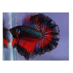 Betta Food