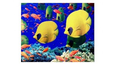 Marine Fish Food