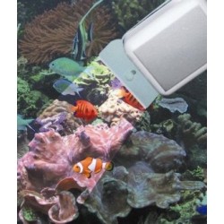Algae Magnets
