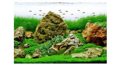 Freshwater Plant Supplements