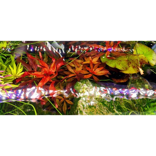 finnex 30 planted 24