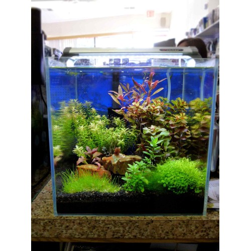 finnex 30 planted 24